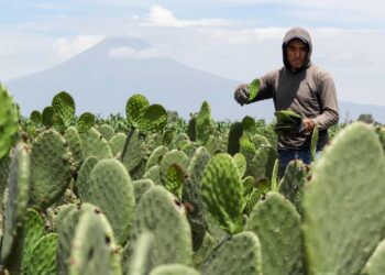 Crece en México el consumo y la producción de nopal