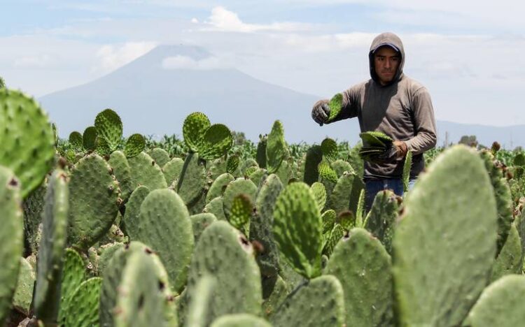 Crece en México el consumo y la producción de nopal