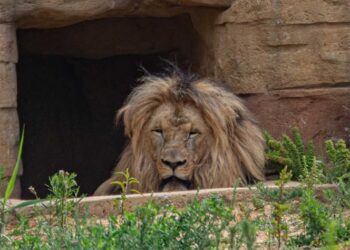 Se contagian 4 leones de covid en zoológico de España