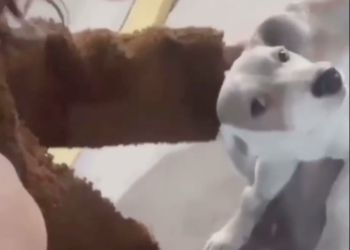 Ana Barbara adopta perrito callejero …