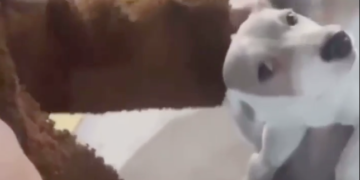 Ana Barbara adopta perrito callejero …