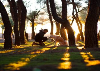 Errores que no debes cometer con tu perro