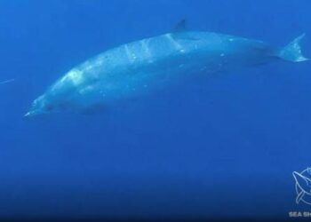 ¿Una nueva especie de ballena en México?