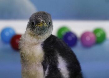 Álex, el pingüino que nació en un acuario mexicano
