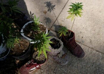 Estas son la reglas para regular cannabis medicinal