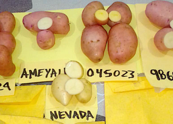 INIFAP desarrolla variedades de papa resistentes a enfermedades y alta calidad industrial