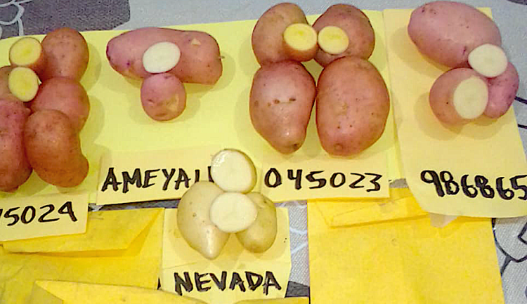 INIFAP desarrolla variedades de papa resistentes a enfermedades y alta calidad industrial