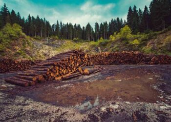 Selva Maya, uno de 24 frentes de deforestación preocupantes del mundo: WWF