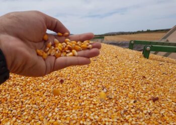 Frenará México importación de maíz amarillo transgénico; reitera no a glifosato