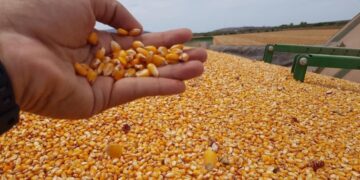 Frenará México importación de maíz amarillo transgénico; reitera no a glifosato