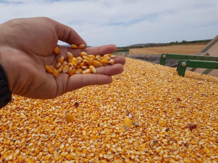 Frenará México importación de maíz amarillo transgénico; reitera no a glifosato