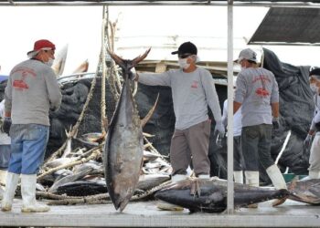 Levantan veda a la captura de atún en México