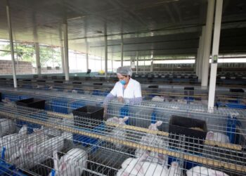 Vacunan a conejos en zonas afectadas por enfermedad viral en México