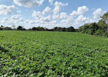 Promueve INIFAP tres variedades mejoradas de frijol tipo Jamapa