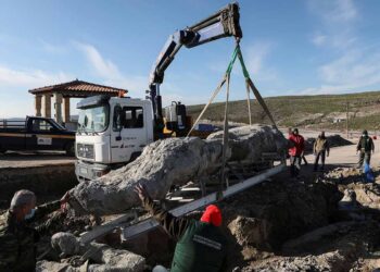 Descubren un árbol petrificado de 20 millones de años