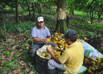 México importa 80% del cacao que consume la industria