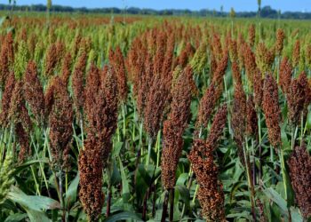 Facilita Agricultura vinculación de sorgueros de Tamaulipas al mercado chino