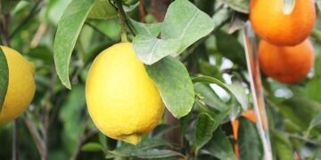 Heladas afectan 2 mil Has. de cítricos y mil de maíz en Tamaulipas: CNC