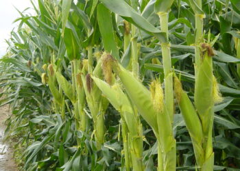 Advierten que producción de alimentos caería 40% tras prohibición del glifosato