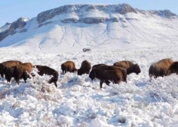 Bisontes pastan nuevamente en Coahuila tras 100 años
