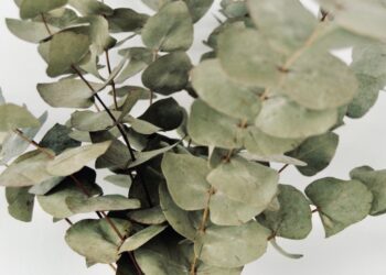 Remedios naturales que ayudaran a cuidar tu sistema respiratorio