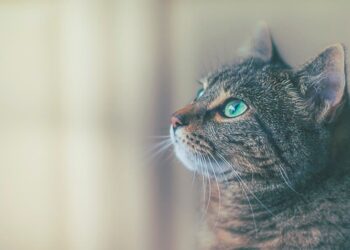 Por qué los gatos enloquecen cuando lo tienen cerca el catnip