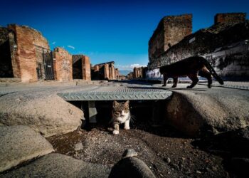 Museo de Pompeya se renueva
