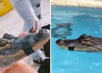 Critican a Lele Pons por nadar con cocodrilo amordazado