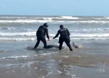 Rescata Policía Estatal a delfín varado en playa de Matamoros
