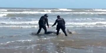 Rescata Policía Estatal a delfín varado en playa de Matamoros