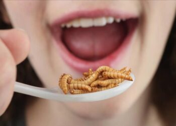 ¡Viscosos, pero sabrosos! Dan luz verde al consumo de gusanos