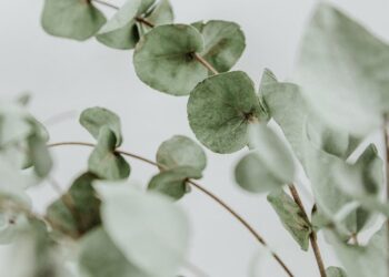 Beneficios del Aceite de Eucalipto en tu cuerpo