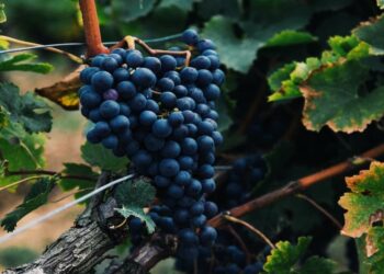 Los viñedos más famosos del mundo