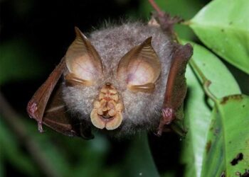 Descubren un nuevo coronavirus ligado al covid en murciélagos de Tailandia