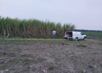 Abejas atacan y matan a  jornalero