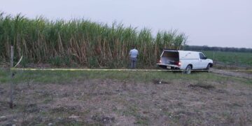 Abejas atacan y matan a  jornalero