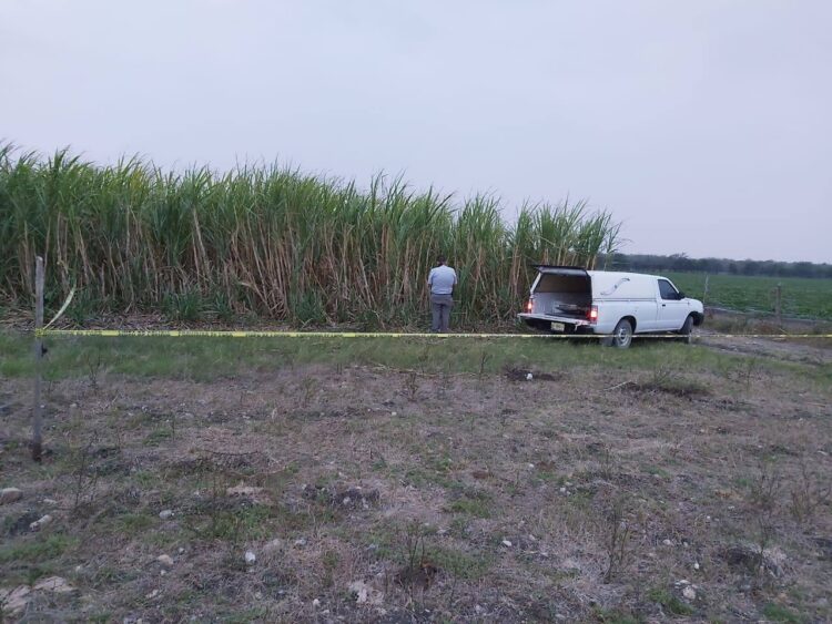 Abejas atacan y matan a  jornalero