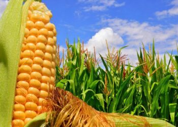 Pide Campo Fresco determinantes acciones para frenar el precio del maíz