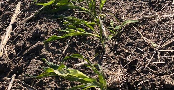 Heladas afectan 450 mil hectáreas de sorgo y maíz en Tamaulipas; claman auxilio