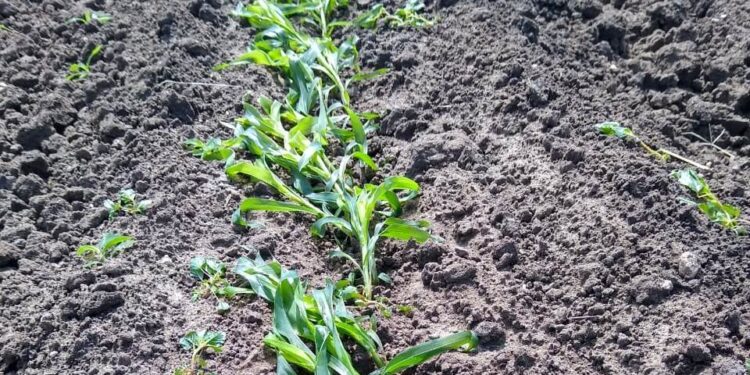 Heladas afectan 450 mil hectáreas de sorgo y maíz en Tamaulipas; claman auxilio