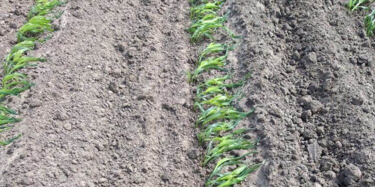 Heladas afectan 450 mil hectáreas de sorgo y maíz en Tamaulipas; claman auxilio