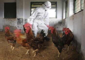 Detecta Rusia primer contagio en humanos de cepa H5N8 de gripe aviar