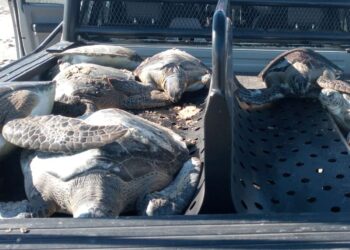 Semar rescata 130 ejemplares de tortuga verde en Tamaulipas