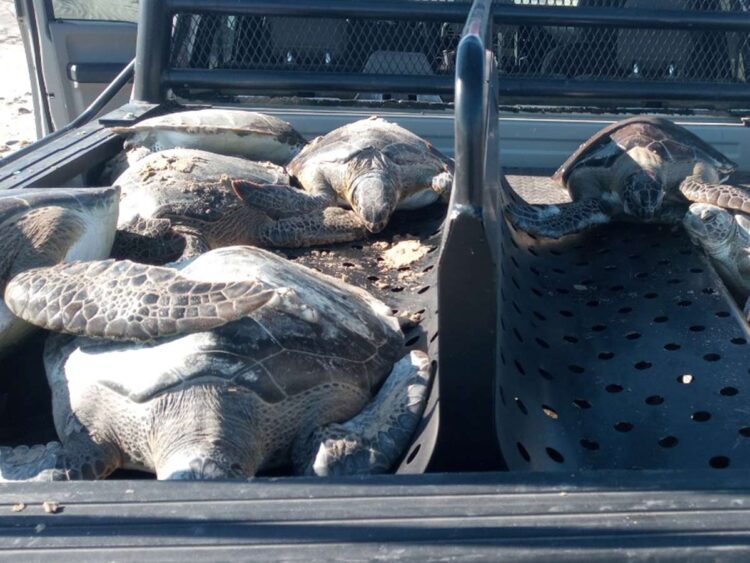 Semar rescata 130 ejemplares de tortuga verde en Tamaulipas