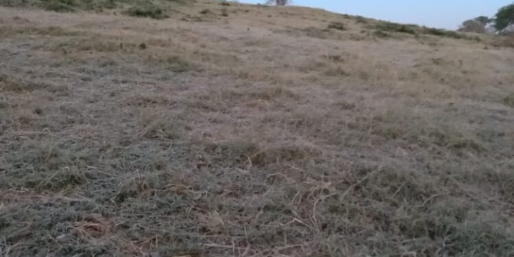 Urgente atender desastre agropecuario de Tamaulipas, demandan líderes del sector