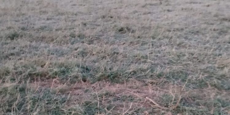 Urgente atender desastre agropecuario de Tamaulipas, demandan líderes del sector