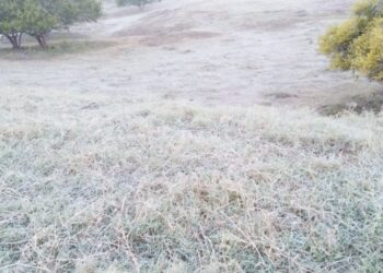 Urgente atender desastre agropecuario de Tamaulipas, demandan líderes del sector