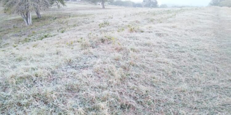 Urgente atender desastre agropecuario de Tamaulipas, demandan líderes del sector