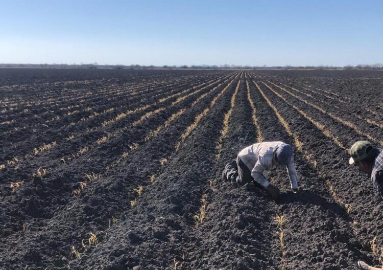Reconoce SADER daños por helada en 545 mil has de Tamaulipas, Nuevo León y Coahuila