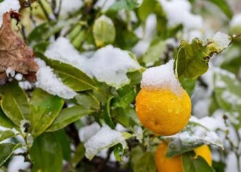 Prevén aumente precio de naranja